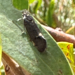 Leistomorpha brontoscopa at Aranda, ACT - 24 Sep 2024 12:17 PM