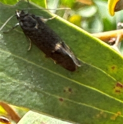 Leistomorpha brontoscopa at Aranda, ACT - 24 Sep 2024 12:17 PM