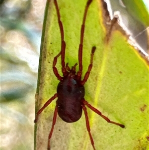 Rainbowia sp. (genus) at Aranda, ACT - 24 Sep 2024