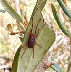 Rainbowia sp. (genus) at Aranda, ACT - 24 Sep 2024 12:21 PM