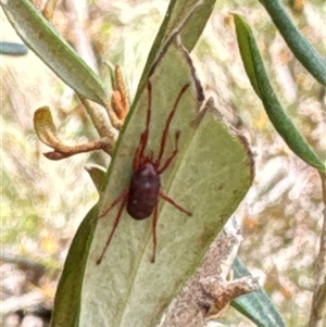 Rainbowia sp. (genus) at Aranda, ACT - 24 Sep 2024