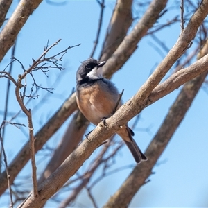 Pachycephala rufiventris at Wallaroo, NSW - 18 Sep 2024