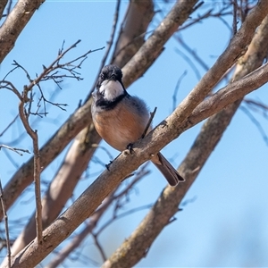 Pachycephala rufiventris at Wallaroo, NSW - 18 Sep 2024