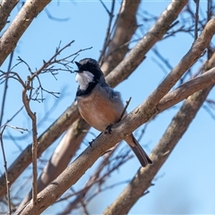 Pachycephala rufiventris at Wallaroo, NSW - 18 Sep 2024