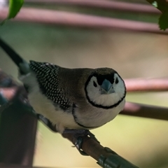 Stizoptera bichenovii (Double-barred Finch) at Wallaroo, NSW - 24 Sep 2024 by Jek