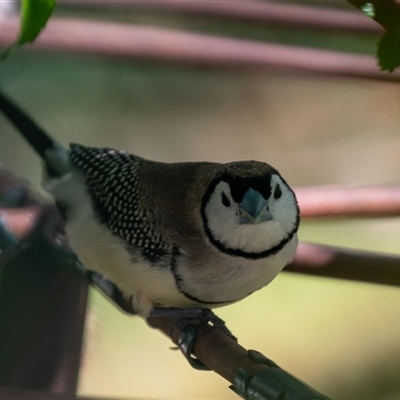 Stizoptera bichenovii (Double-barred Finch) at Wallaroo, NSW - 24 Sep 2024 by Jek