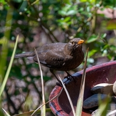 Turdus merula (Eurasian Blackbird) at Wallaroo, NSW - 24 Sep 2024 by Jek