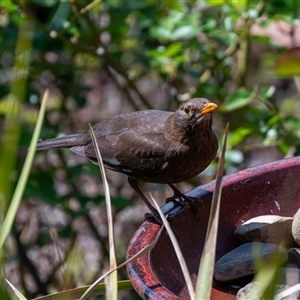 Turdus merula at Wallaroo, NSW - 24 Sep 2024 11:28 AM