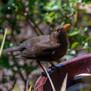 Turdus merula at Wallaroo, NSW - 24 Sep 2024 11:28 AM