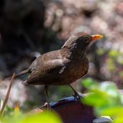 Turdus merula at Wallaroo, NSW - 24 Sep 2024