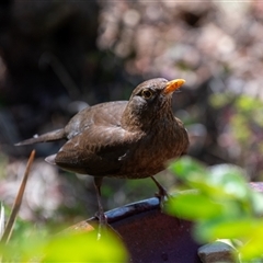 Turdus merula at Wallaroo, NSW - 24 Sep 2024