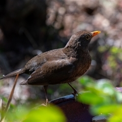 Turdus merula at Wallaroo, NSW - 24 Sep 2024 11:28 AM