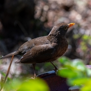 Turdus merula at Wallaroo, NSW - 24 Sep 2024 11:28 AM