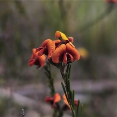 Dillwynia sp. Yetholme (P.C.Jobson 5080) NSW Herbarium at Captains Flat, NSW - 24 Sep 2024 by Csteele4