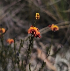 Dillwynia sp. Yetholme (P.C.Jobson 5080) NSW Herbarium at Captains Flat, NSW - 24 Sep 2024