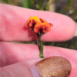 Dillwynia sp. Yetholme (P.C.Jobson 5080) NSW Herbarium at Captains Flat, NSW - 24 Sep 2024