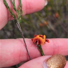 Dillwynia sp. Yetholme (P.C.Jobson 5080) NSW Herbarium at Captains Flat, NSW - 24 Sep 2024