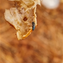 Unverified Insect at Wunaamin Miliwundi Ranges, WA - 24 Sep 2024 by Mike
