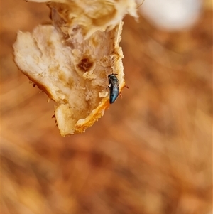 Unidentified Insect at Wunaamin Miliwundi Ranges, WA by Mike