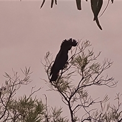 Calyptorhynchus banksii (Red-tailed Black-cockatoo) at Wunaamin Miliwundi Ranges, WA - 23 Sep 2024 by Mike