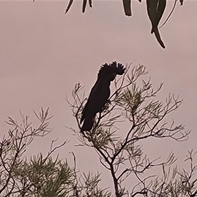 Calyptorhynchus banksii (Red-tailed Black-cockatoo) at Wunaamin Miliwundi Ranges, WA - 23 Sep 2024 by Mike