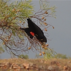Calyptorhynchus banksii at Wunaamin Miliwundi Ranges, WA - 24 Sep 2024 05:43 AM