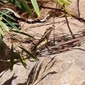 Unidentified Reptile and Frog at Wunaamin Miliwundi Ranges, WA by Mike