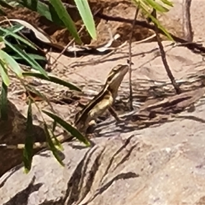 Unidentified Reptile or Frog at Wunaamin Miliwundi Ranges, WA - 23 Sep 2024 by Mike