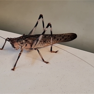 Unidentified Grasshopper, Cricket or Katydid (Orthoptera) at Wunaamin Miliwundi Ranges, WA by Mike