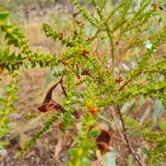 Unidentified Wattle at Wunaamin Miliwundi Ranges, WA - 22 Sep 2024 by Mike