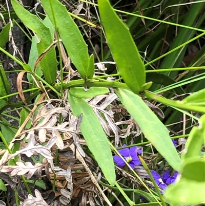 Dampiera sp. at Kungala, NSW - 24 Sep 2024 by donnanchris