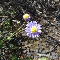 Calotis cuneifolia (Purple Burr-daisy) at Fords Bridge, NSW - 17 Aug 2024 by Paul4K