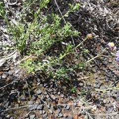 Calotis cuneifolia at Fords Bridge, NSW - 17 Aug 2024