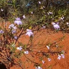 Eremophila goodwinii subsp. goodwinii at Thargomindah, QLD - 17 Aug 2024 by Paul4K