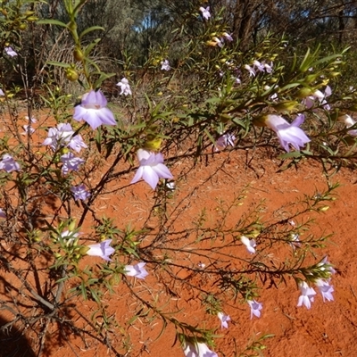 Eremophila goodwinii subsp. goodwinii at Thargomindah, QLD - 17 Aug 2024 by Paul4K