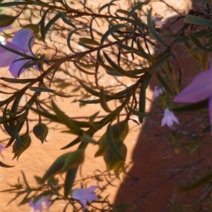 Eremophila goodwinii subsp. goodwinii at Thargomindah, QLD - 18 Aug 2024 09:43 AM
