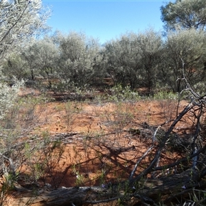 Eremophila goodwinii subsp. goodwinii at Thargomindah, QLD - 18 Aug 2024