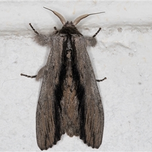 Destolmia lineata at Melba, ACT - 22 Sep 2024 11:52 PM