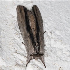 Destolmia lineata at Melba, ACT - 22 Sep 2024 11:52 PM