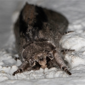 Destolmia lineata at Melba, ACT - 22 Sep 2024 11:52 PM