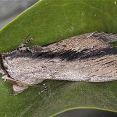 Destolmia lineata at Melba, ACT - 22 Sep 2024 11:52 PM