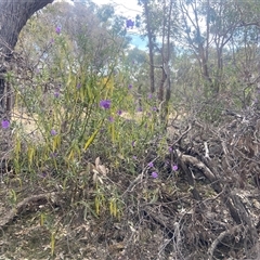 Solanum linearifolium (Kangaroo Apple) at Lyneham, ACT - 24 Sep 2024 by CrimePaysbutConservationDoesnt