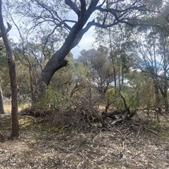 Solanum linearifolium at Lyneham, ACT - 24 Sep 2024