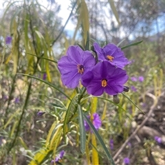 Solanum linearifolium at Lyneham, ACT - 24 Sep 2024