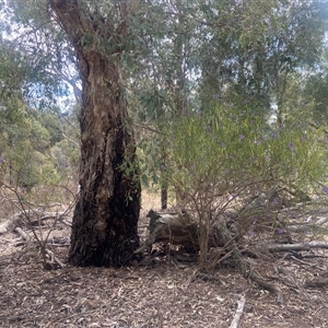 Solanum linearifolium at Lyneham, ACT - 24 Sep 2024