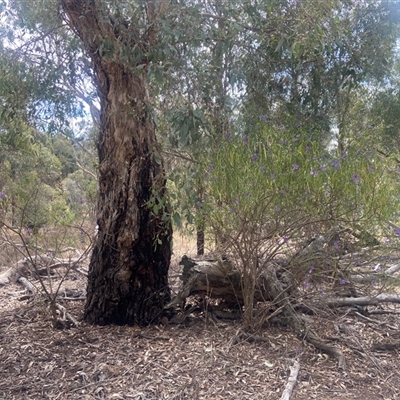 Solanum linearifolium (Kangaroo Apple) at Lyneham, ACT - 24 Sep 2024 by CrimePaysbutConservationDoesnt