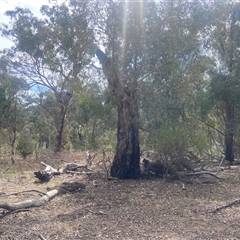 Solanum linearifolium at Lyneham, ACT - 24 Sep 2024