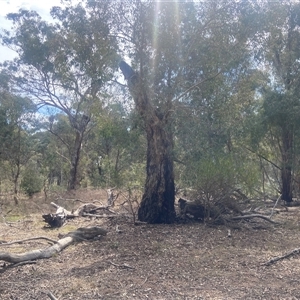 Solanum linearifolium at Lyneham, ACT - 24 Sep 2024