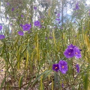 Solanum linearifolium at Lyneham, ACT - 24 Sep 2024