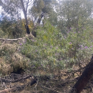 Solanum linearifolium at Lyneham, ACT - 24 Sep 2024 01:52 PM